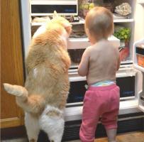 КотЭ в холодильнике.jpg